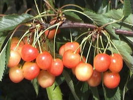 Черешня «Янтарная» (Prunus avium «Yntarnay»)