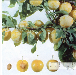 Алыча Гек (Prunus cerasifera Gek)