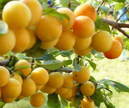 Алыча «Иволга» (Prunus cerasifera «Ivolga »)