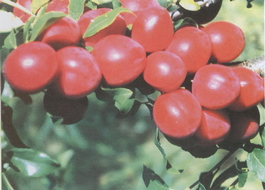 Алыча Июльская роза (Комета ранняя) (Prunus cerasifera Iyulskaya roza)
