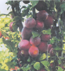 Алыча Колоновидная (Prunus cerasifera Kolonovidnaya)