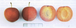 Алыча Несмеяна (Prunus cerasifera Nesmeyana)