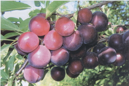 Алыча Путешественница (Prunus cerasifera Puteshestvennitsa)