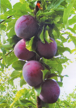 Алыча Шатёр (Prunus cerasifera Shater)