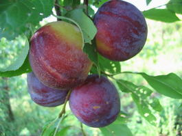 Алыча « Сувенир Востока » (Prunus cerasifera «Suvenir Vostoka»)