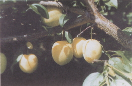 Алыча Злато скифов (Prunus cerasifera Zlato skifov)