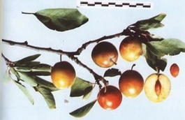 Слива домашняя «Болховчанка» (Prunus domestica «Bolhovchanka»)