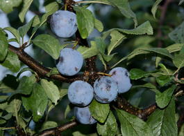 Слива домашняя «Красавица ЦГЛ» (Prunus domestica «Krasavitsa CGL»)