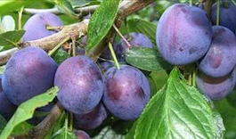Слива домашняя «Окская» (Prunus domestica «Okskaya»)