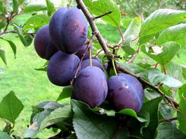 Слива домашняя «Троицкая» (Prunus domestica «Troitskaya»)