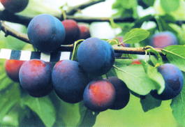 Слива домашняя Этюд (Prunus x domestica Etyud)