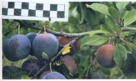 Слива домашняя Мирная (Prunus x domestica Mirnaya)
