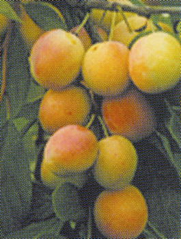 Слива домашняя Память Tимирязева (Prunus x domestica Pamyat Timiryazeva)