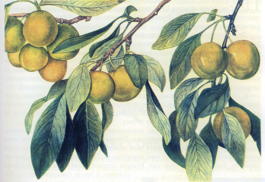 Слива домашняя Ренклод колхозный (Prunus x domestica Renklod Kolhoznyi)