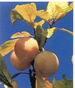 Слива домашняя Ренклод Куйбышевский (Prunus x domestica Renklod Kuibyshevskii)
