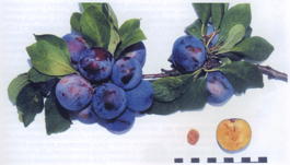 Слива домашняя Ренклод советский (Prunus x domestica Renklod Sovetskii)