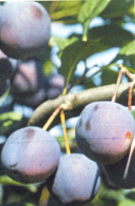 Слива домашняя Ренклод Тамбовский (Prunus x domestica Renklod Tambobskii)