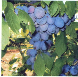 Слива домашняя Синий дар (Prunus x domestica Sinii dar)