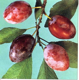 Слива домашняя Скороспелка красная (Prunus x domestica Skorospelka krasnaya)