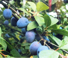 Слива домашняя Смолинка (Prunus x domestica Smolinka)