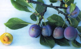 Слива домашняя Сухановская (Prunus x domestica Suhanovskaya)