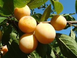 Слива домашняя Светлячок (Prunus x domestica Svetlyachok)