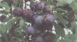 Слива домашняя Тульская черная (Prunus x domestica Tulskaya chernaya)