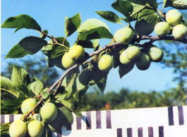 Слива домашняя Утро (Prunus x domestica Utro)