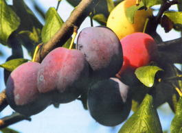 Слива Волжская красавица (Prunus x domestica Volzhskaya krasavitsa)
