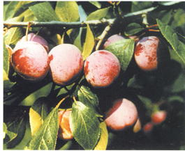 Слива домашняя Яичная Синяя (Prunus x domestica Yaichnaya sinyaya)
