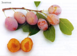 Слива домашняя Занятная (Prunus x domestica Zanyatnaya)
