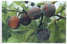Слива домашняя Заречная ранняя (Prunus x domestica Zarechnaya rannyaya)
