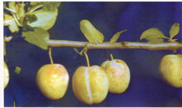 Слива домашняя Золотистая ранняя (Prunus x domestica Zolotistaya rannyaya)
