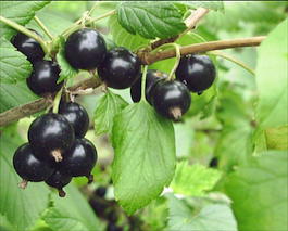Смородина чёрная «Белорусская сладкая» (Ribes nigrum «Belorusskay sladkay»)