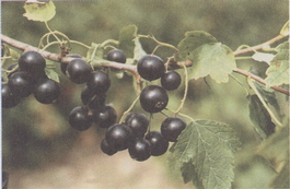 Смородина черная Черный жемчуг (Ribes nigrum Chernyi zhemchug)