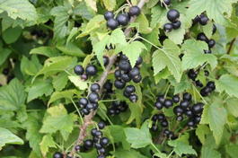 Смородина черная «Дачница» (Ribes nigrum «Dachnica»)