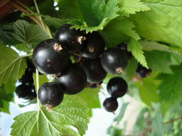 Смородина черная «Добрыня» (Ribes nigrum «Dobrynya»)
