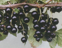 Смородина черная «Глариоза» (Ribes nigrum «Glarioza»)