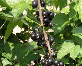 Смородина чёрная «Катюша» (Ribes nigrum «Katusha»)