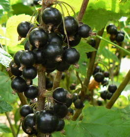 Смородина черная «Клуссоновская» (Ribes nigrum «Klussonovskaya»)