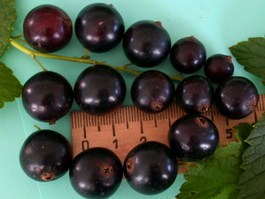 Смородина черная Лентяй (Ribes nigrum Lentyai)
