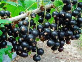 Смородина черная «Литвиновская» (Ribes nigrum «Litvinovskay»)