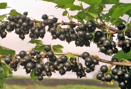 Смородина черная Муравушка (Ribes nigrum Muravushka)