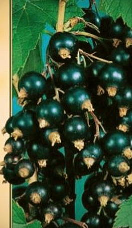 Смородина черная «Нежданчик» (Ribes nigrum «Nejdanchik»)