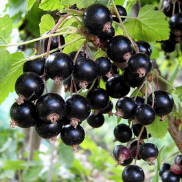 Смородина черная Орловская серенада (Ribes nigrum Orlovskaya serenada)