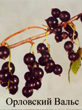 Смородина черная Орловский вальс (Ribes nigrum Orlovskii vals)