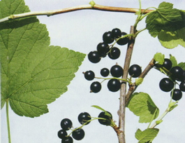 Смородина черная Петербурженка (Ribes nigrum Peterburzhenka)