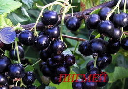 Смородина черная Пигмей (Ribes nigrum Pigmey)