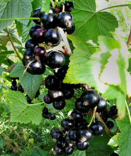 Смородина черная Поэзия (Ribes nigrum Poeziya)