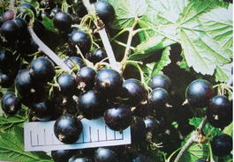 Смородина черная «Рита» (Ribes nigrum «Rita»)